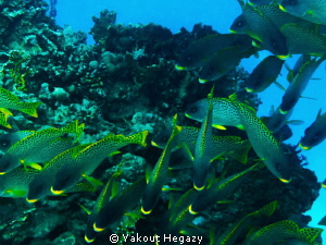 black spotted sweetlep fish by Yakout Hegazy 